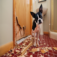 Parking, Barking and Snarking: Managing Resident Violations (Skills On-demand)